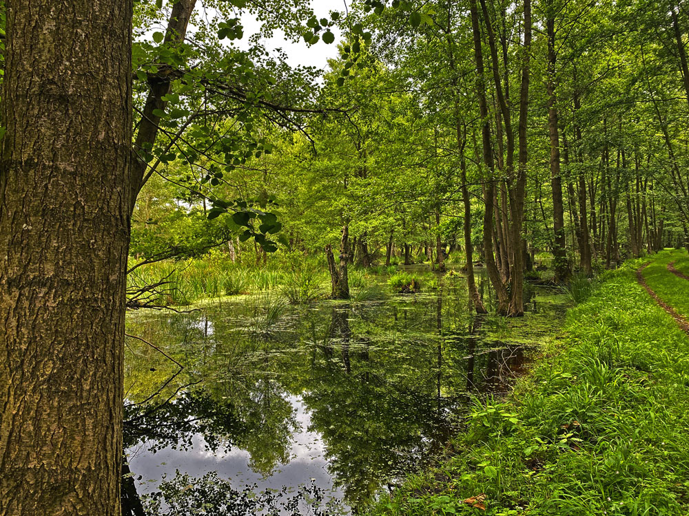 Wasserlandschaften im Müritz Nationalpark, alle Fotos © Marieke Wist 