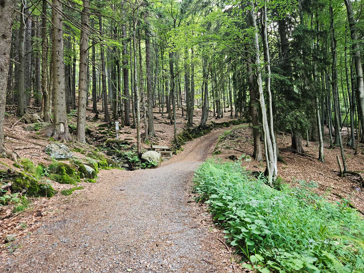 Der Weg Auerhahn führt in den Wald bergauf