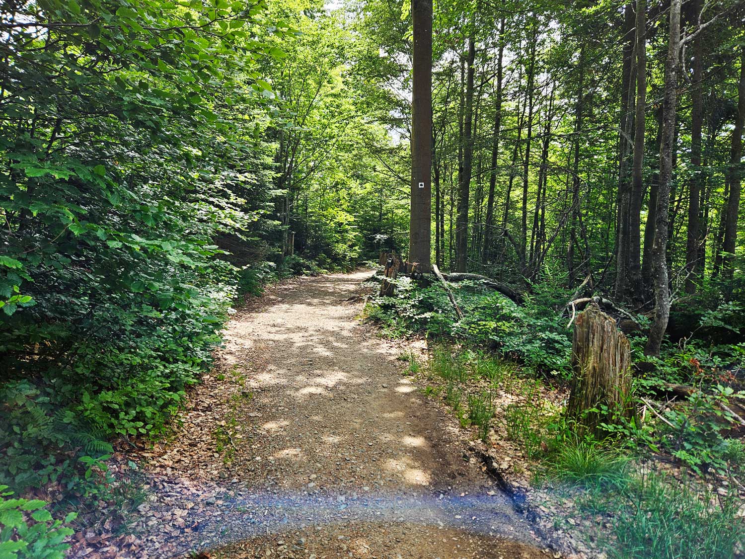 Durch den Wald geht es zum Rachelsee