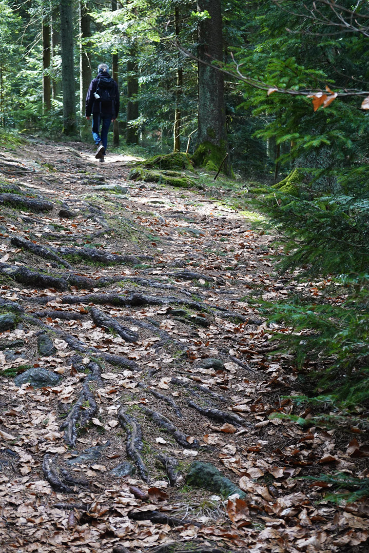 Bezaubernde Pfade