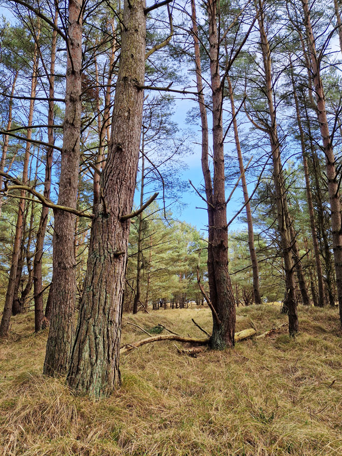 Dünenwald aus Kiefern