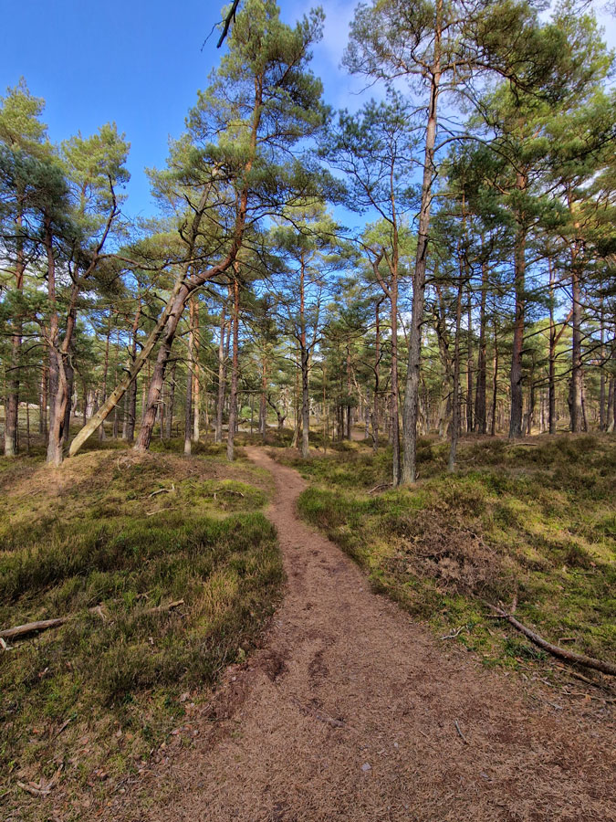 Schöne Pfade durch Kiefernwald