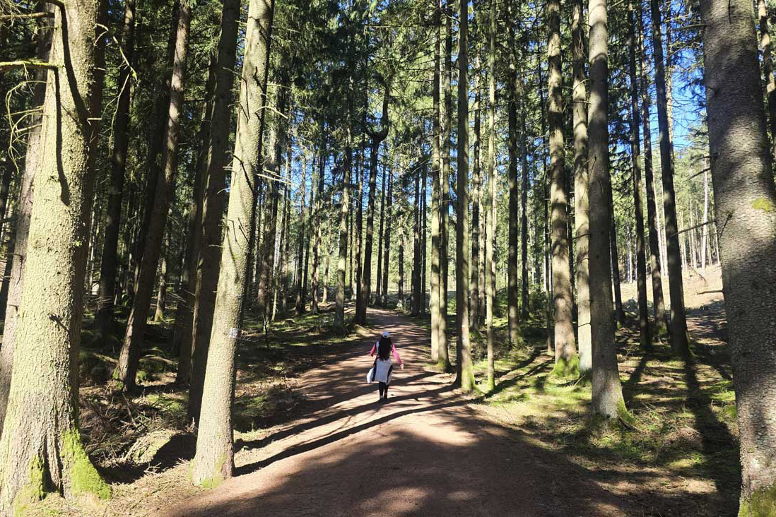 Der Forstweg führt durch den Wald © Anja Pfeffer