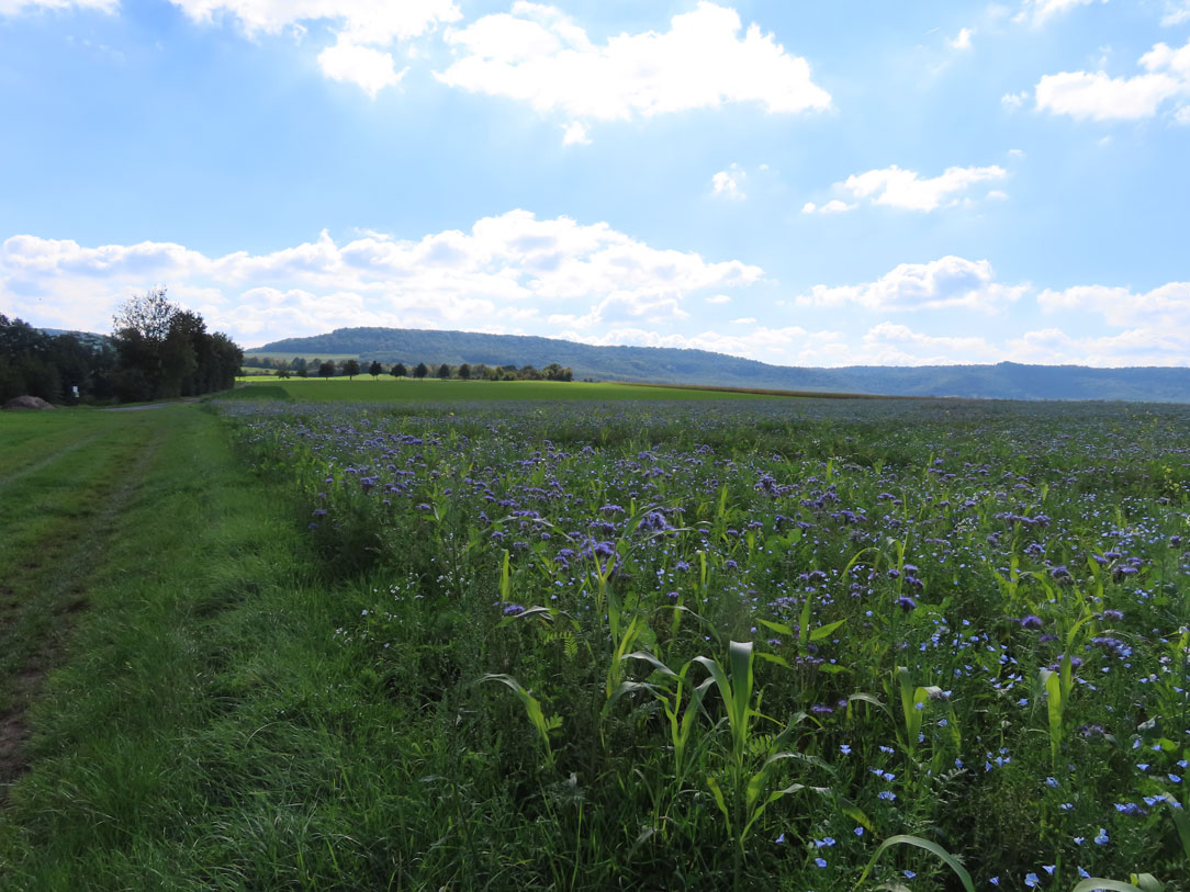 Blick Richtung Steigerwald  