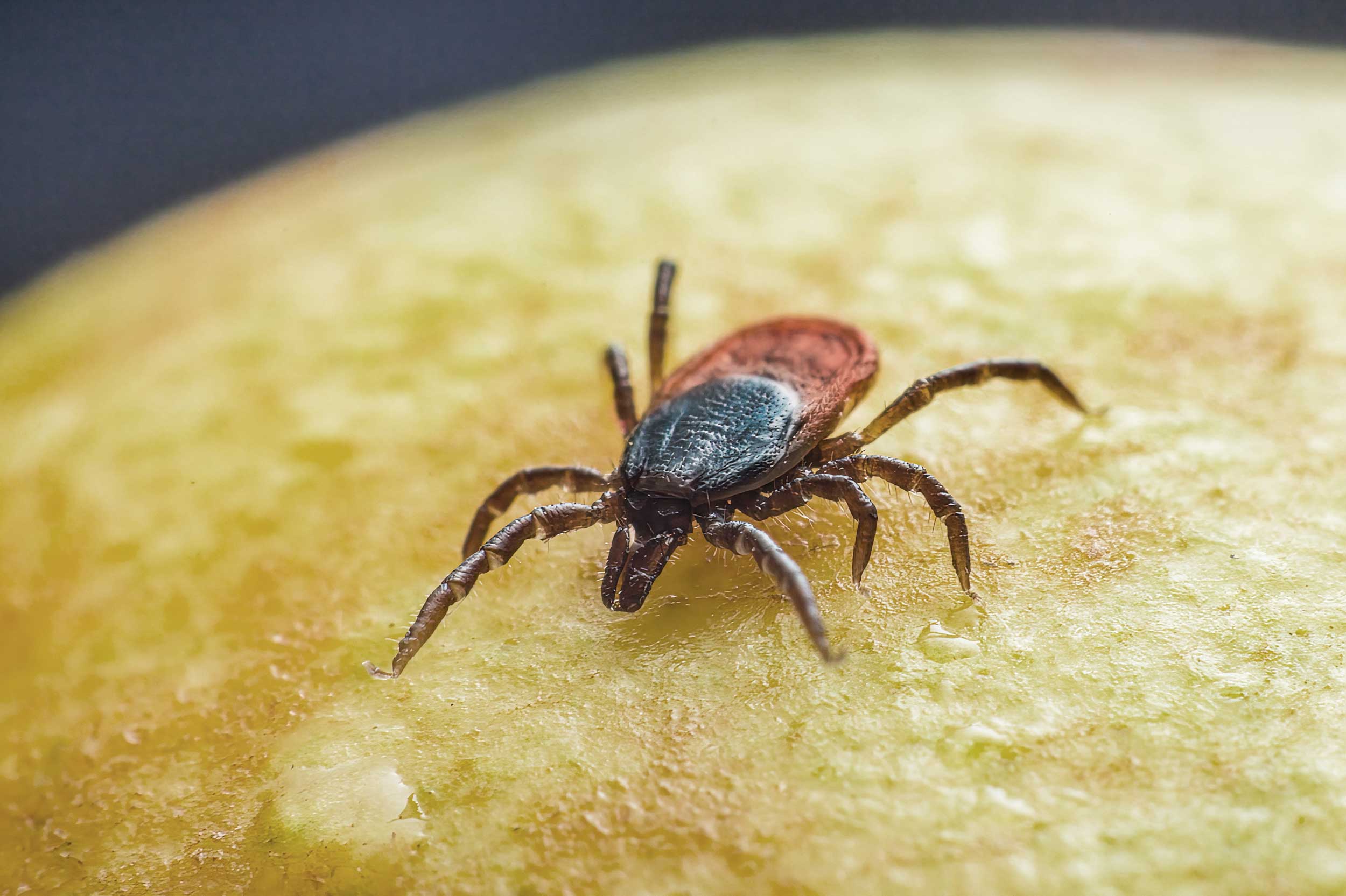 Häufigste Zeckenart Deutschlands: der gemeine Holzbock © Erik Karits, Unsplash