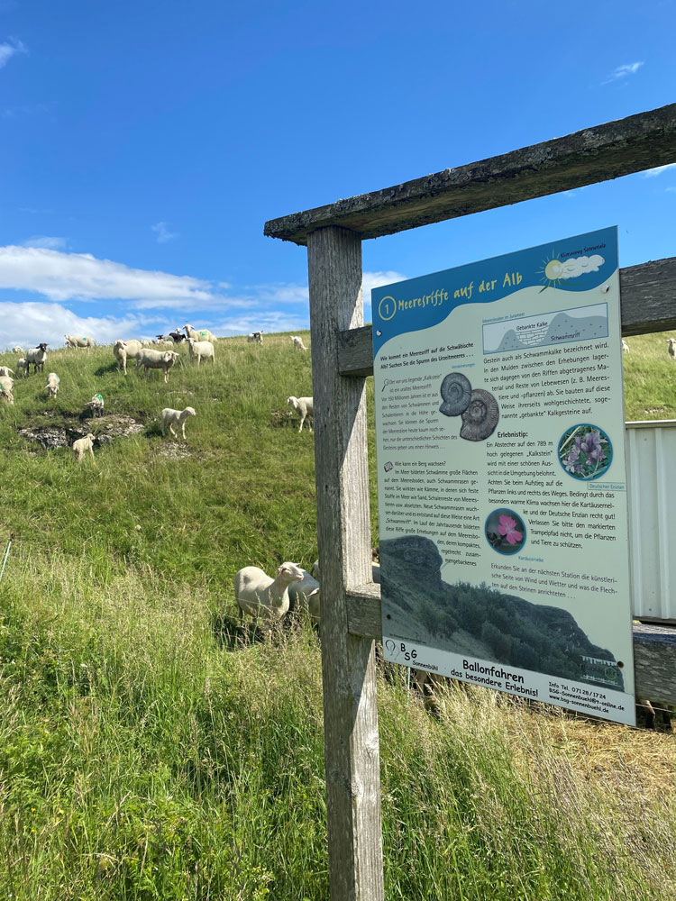 Infotafel vor Schafherde