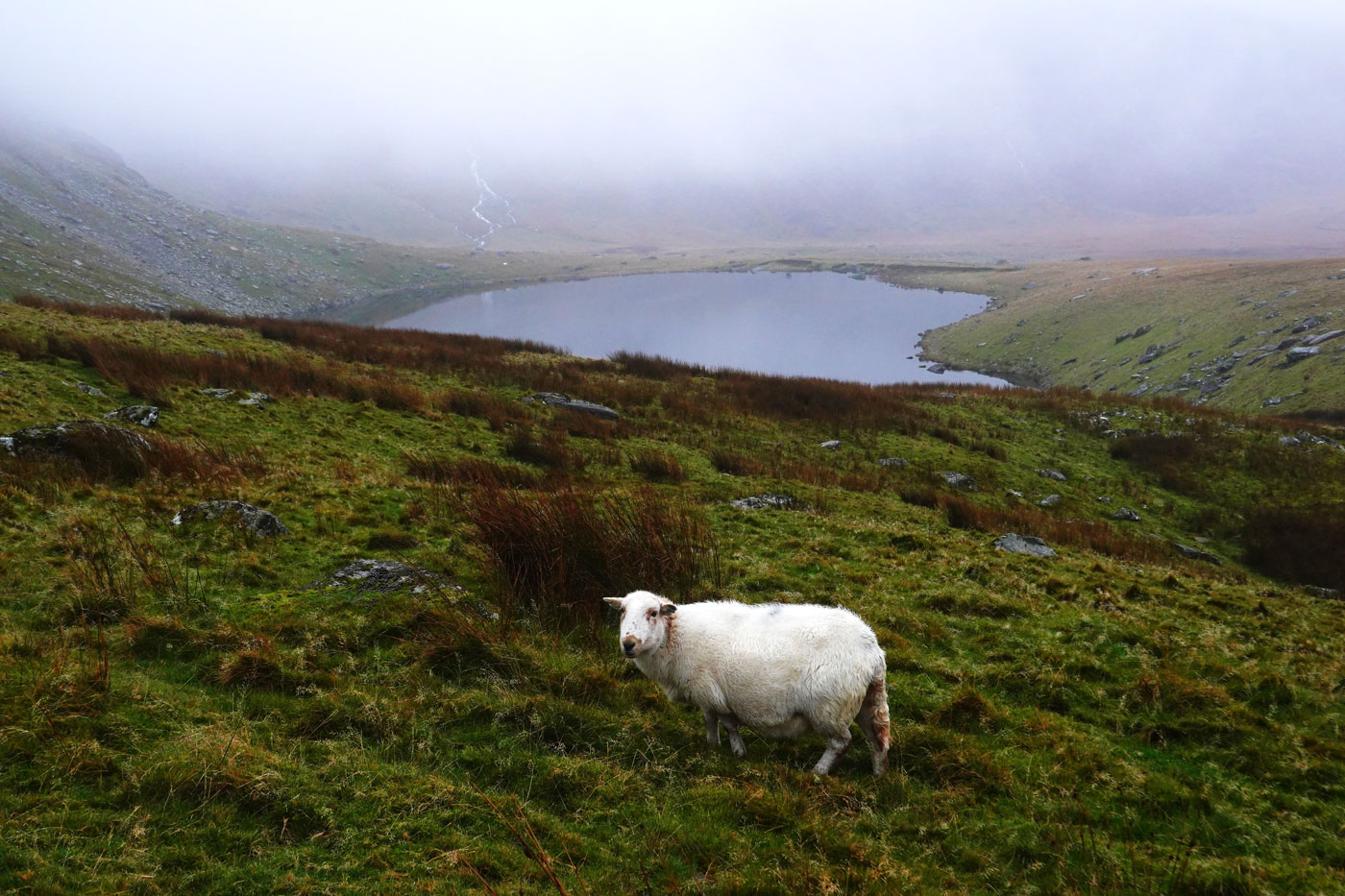 Ein einzelnes Schaft vor einem nebelverhangenen Bergsee